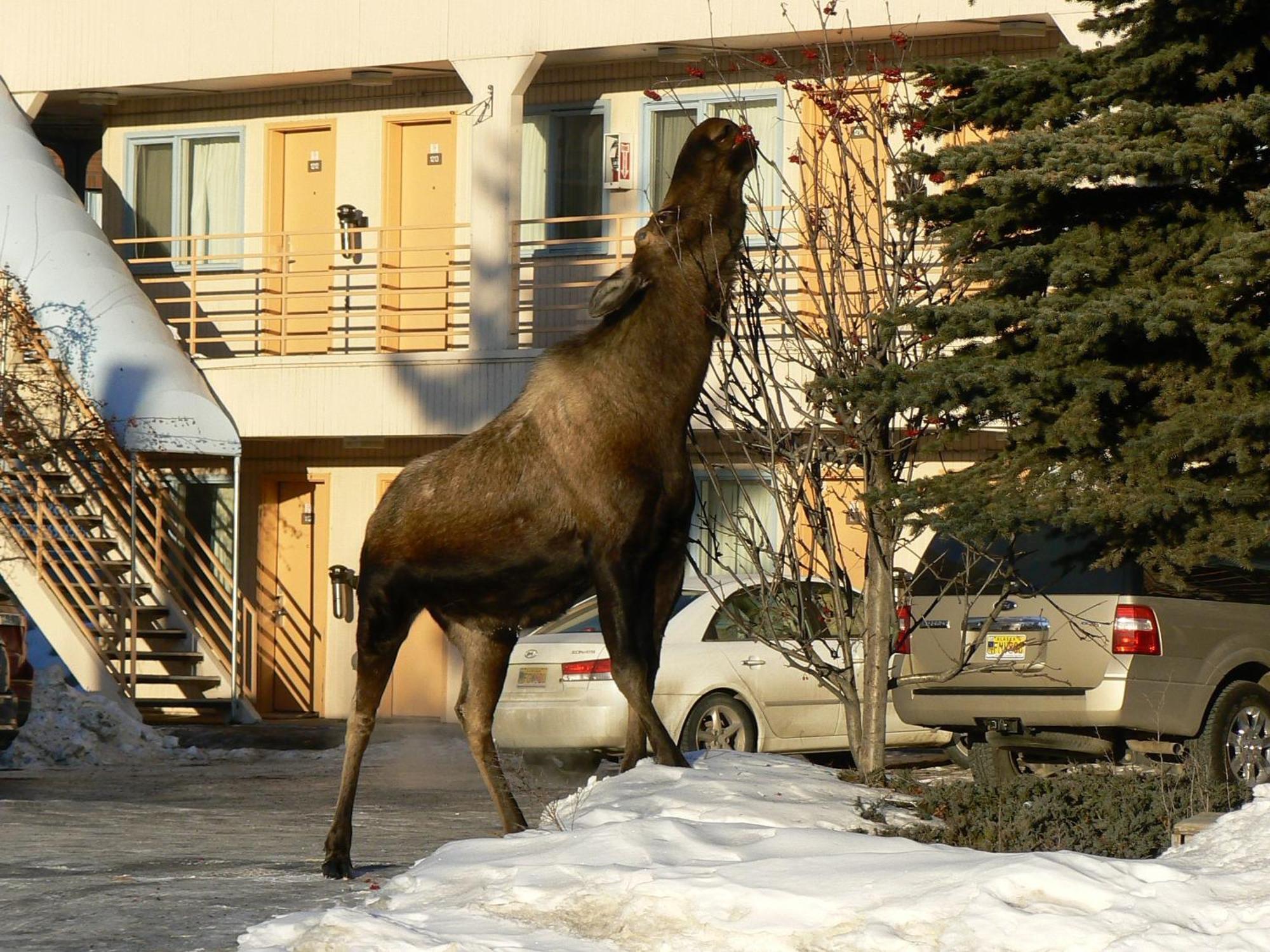Puffin Inn Anchorage Exterior photo